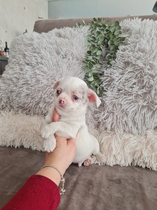 Excelente mini menino Chihuahua/Chiuaua LinhagemRussa de Qualidade