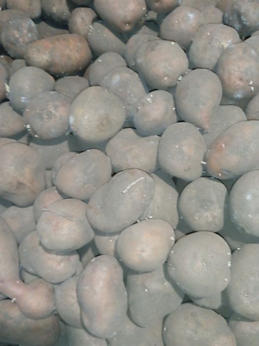 Картопля  середня червона