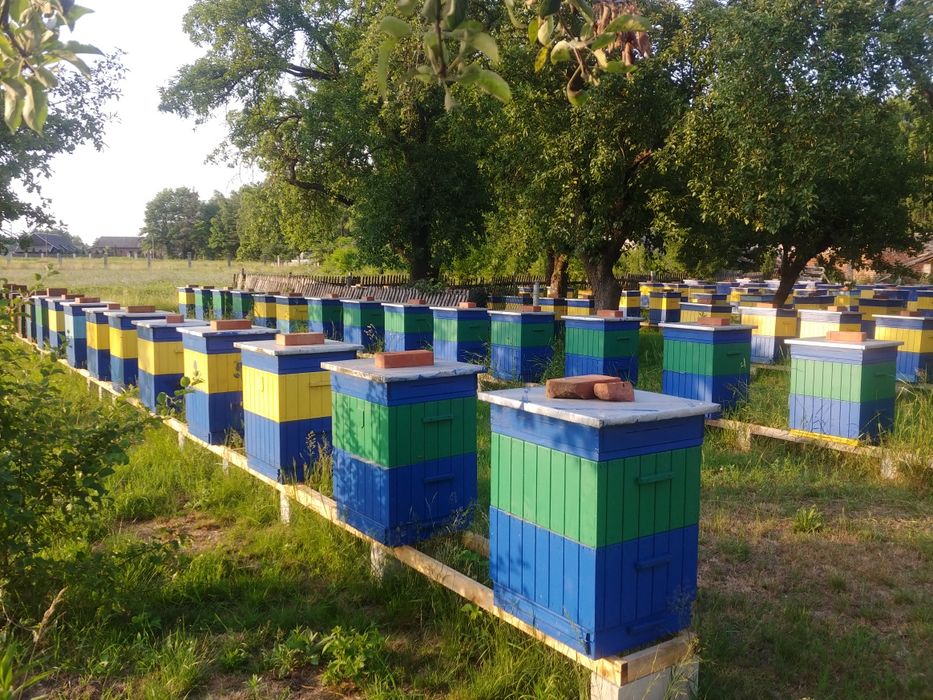 Pszczoły - Sprzedam Silne Rodziny