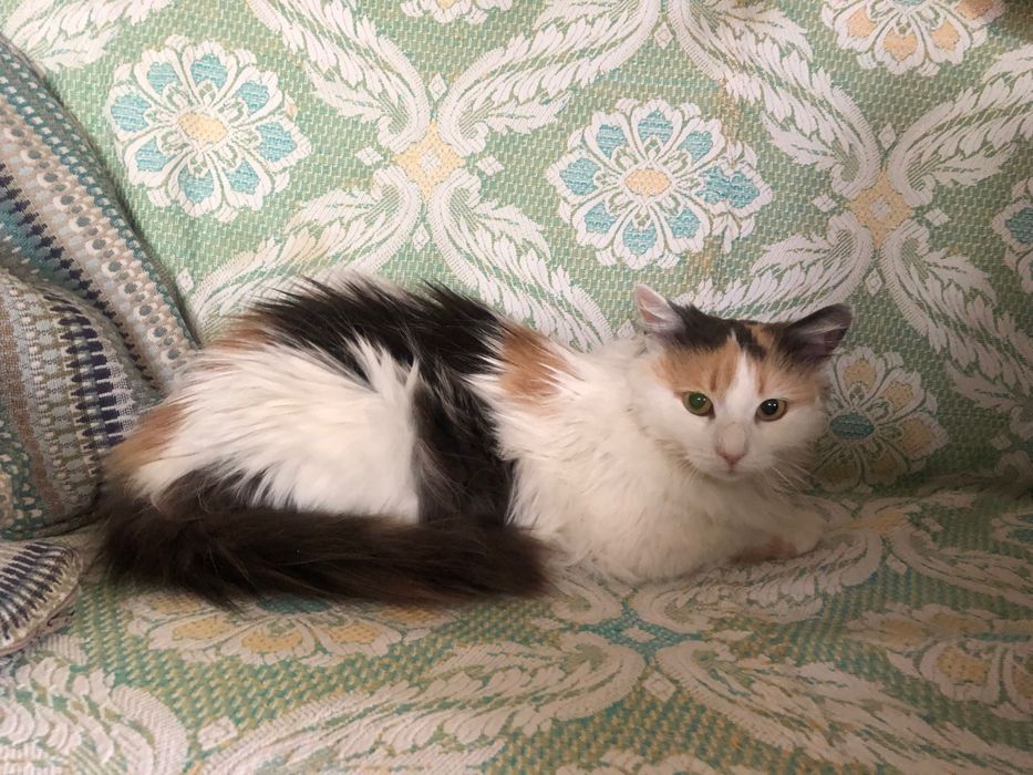 Шикарна кішечка Марго в люблячу родину