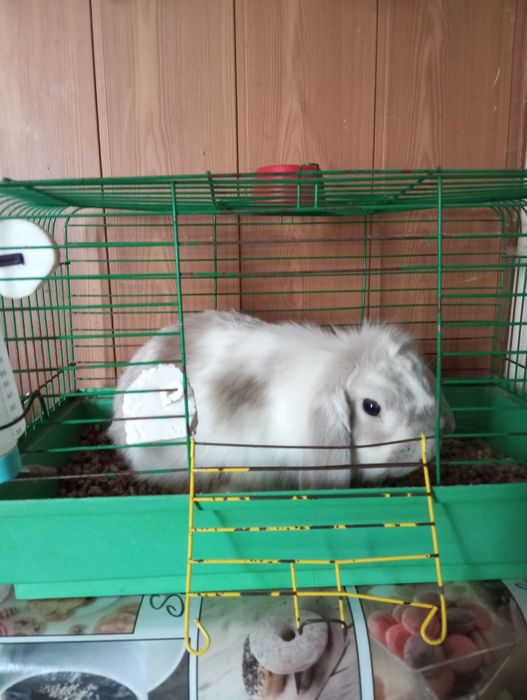 Віддам в добрі руки