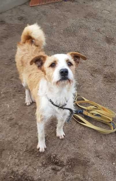 Pies do adopcji / Drops szuka domu