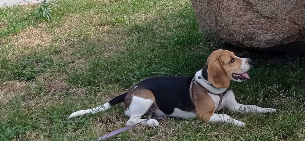 Кабель Бігль для В'язки. Вет. паспорт, чистокровний, триколор.