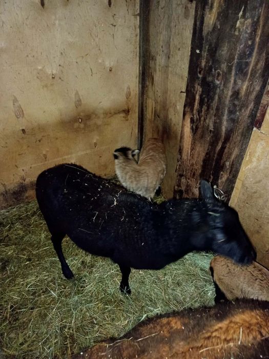 Owca kameruńska  z barankiem