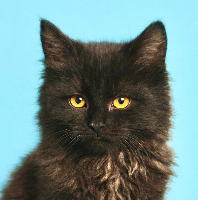 Черный пушистый котенок 4мес чорний котик котята кошеня