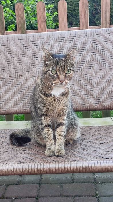 Zaginęła Kotka  Chełmno Nagroda