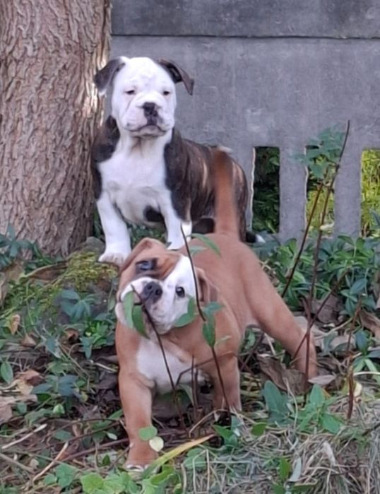 Bulldog kontynentalny continental bulldog sunia na kolanka