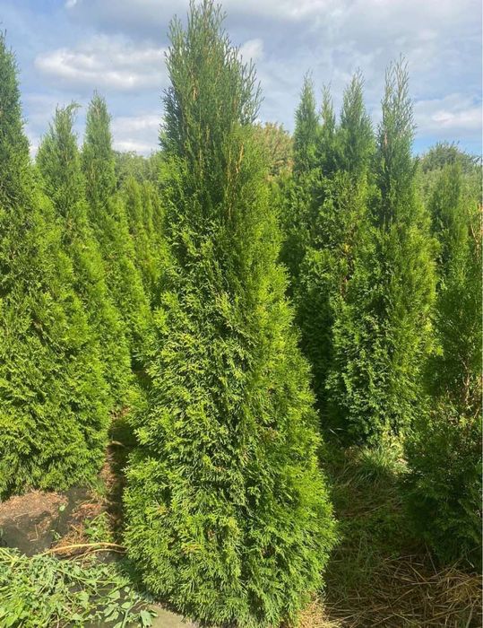 Туя смарагд, брабанд, ялівці та ін.