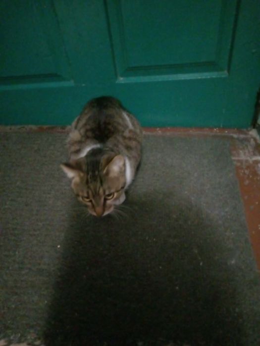 Котики в добрі руки