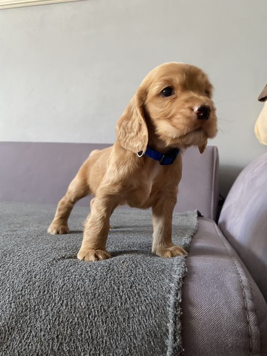 Англійський кокер спаніель