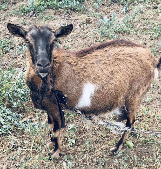 Козу дойную с 3 окотом