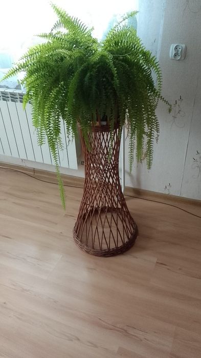 Sprzedam paproć (bez stojaka)