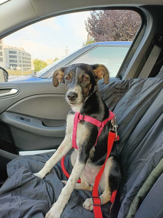 Cadela 6 meses para adoção responsável