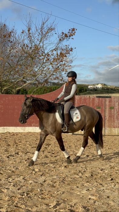 Poldro Lusitano Puro - Potro Bay Blue book Complet Ortigao coast lines