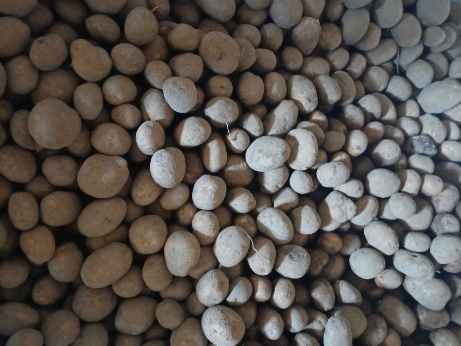 EUROSTARCH Ziemniaki skrobiowe kal. 35-55