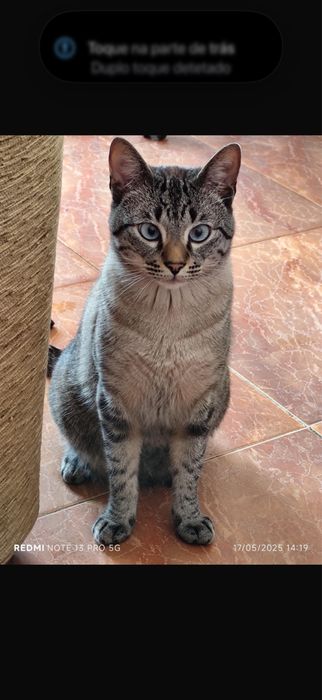 Doação fe gato castrado e chipado.