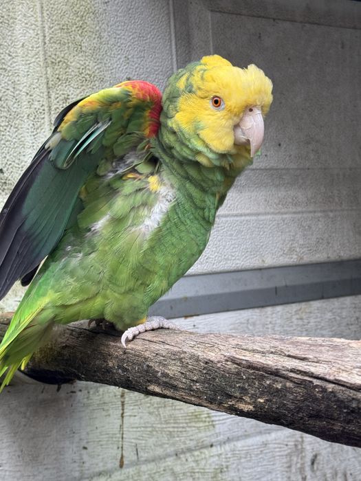 Casal Papagaios Amazona oratrix