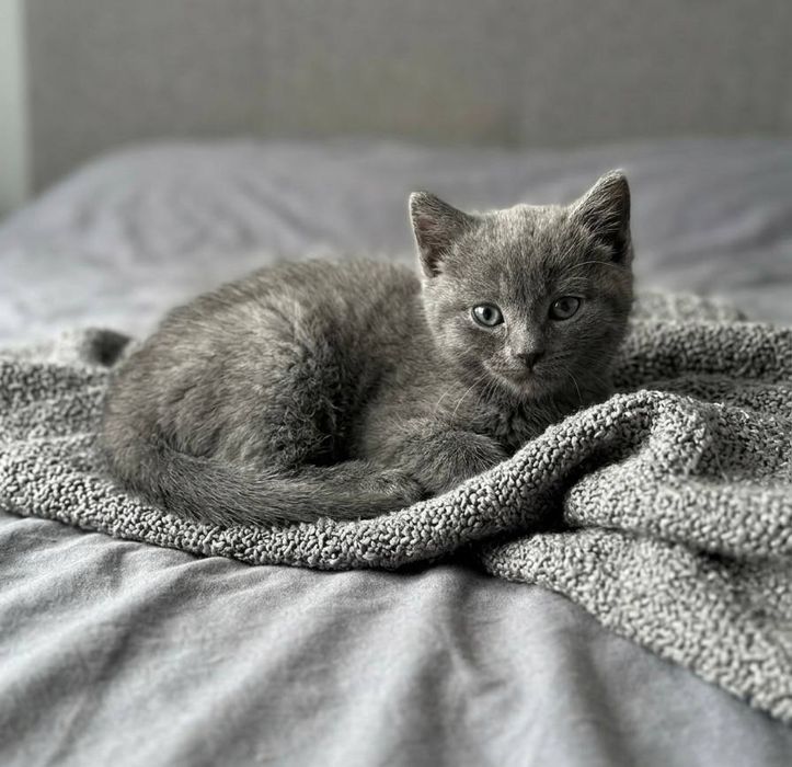 Британец котята британские