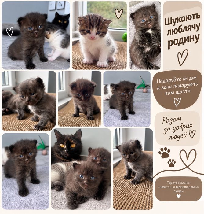Віддам котики в добрі руки