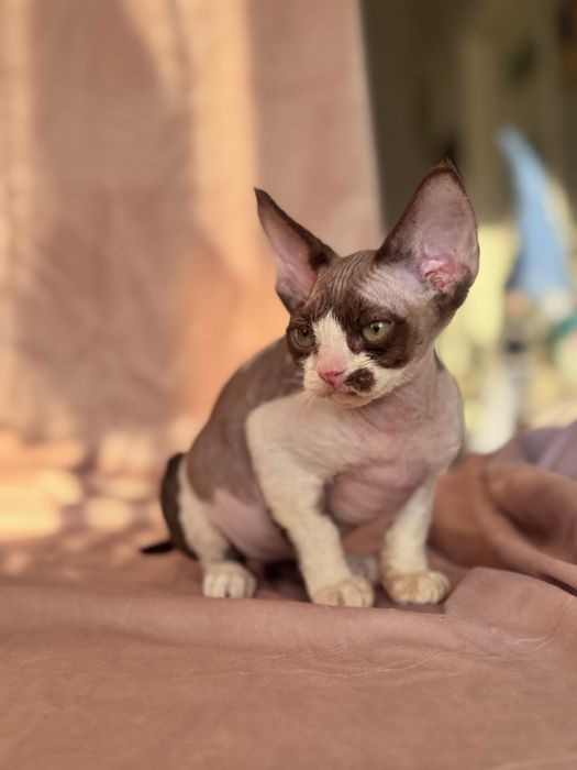 Devon rex kotka czekoladowa