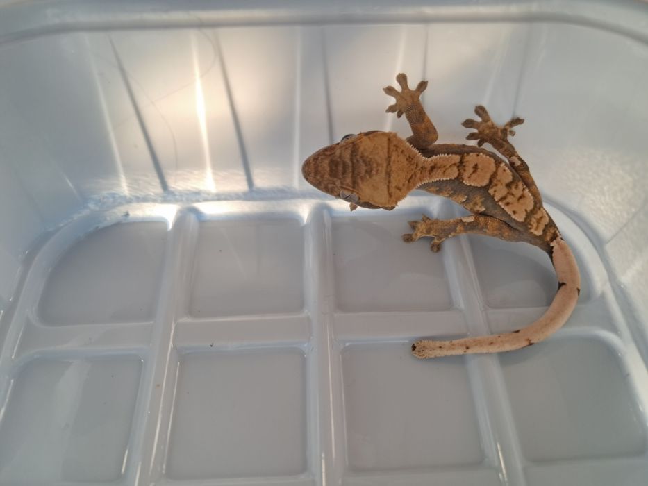 Gekon orzęsiony  nr24