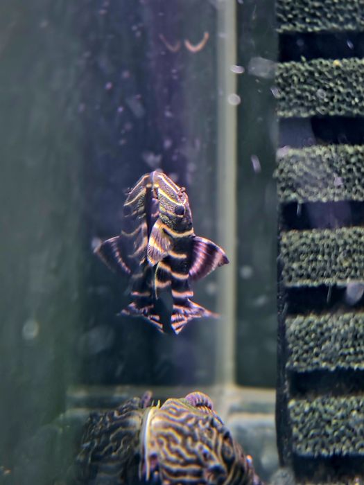 Zbrojnik L204 (Panaqolus albivermis)