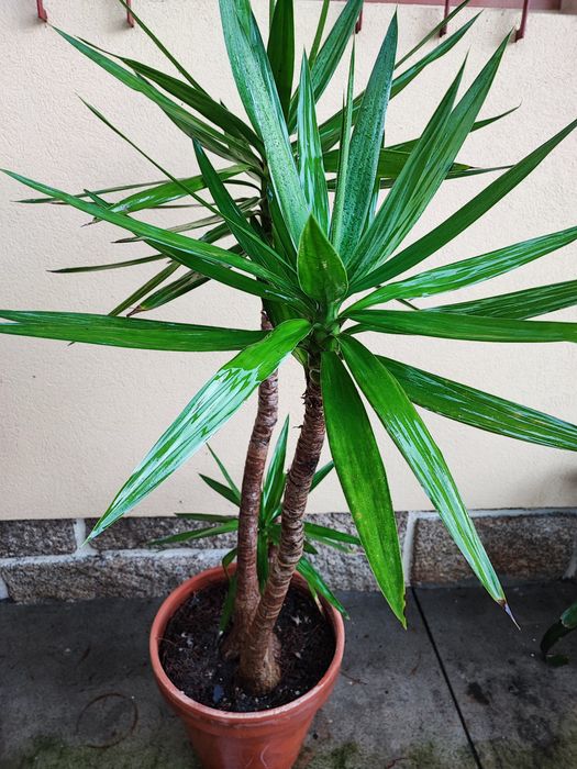 Yuca em vaso com várias medidas