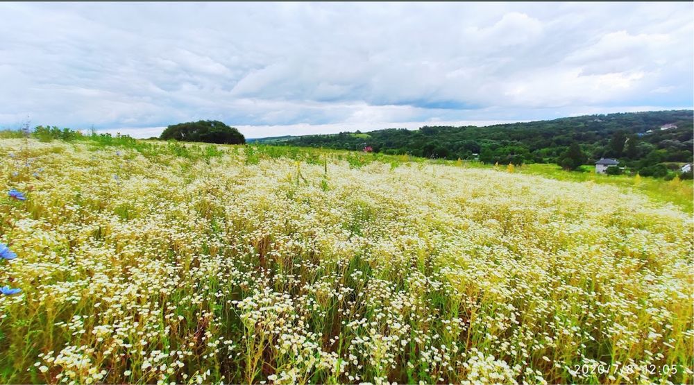 Участок Рославичи Васильковский район 33 Га можно отрезать без комисси