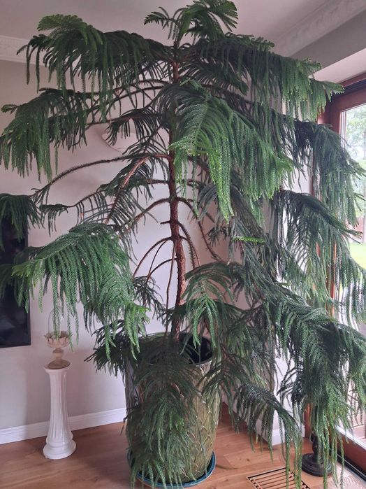 roślina - araukaria