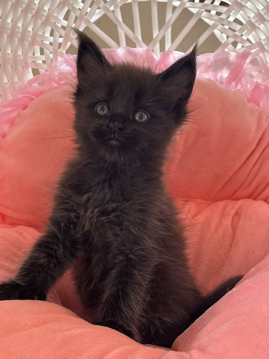 Котики породи Мейн Кун