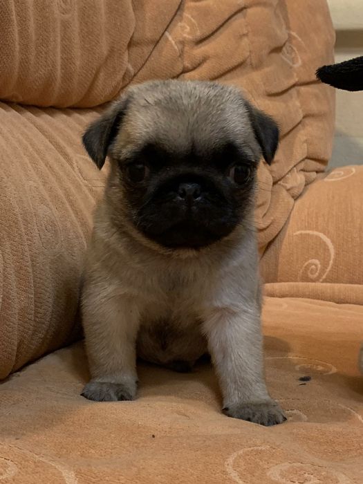 Бомбезні мопсики