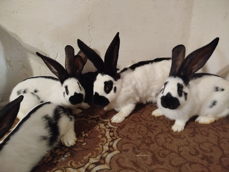 Кролі строкачі. ..