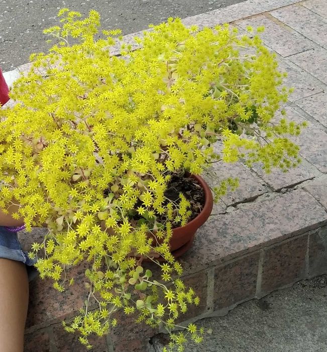 вазон аіхризонт, дерево кохання