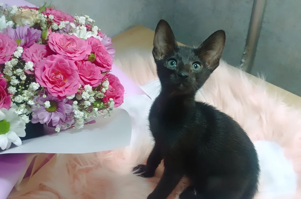 орієнтальні кошенята