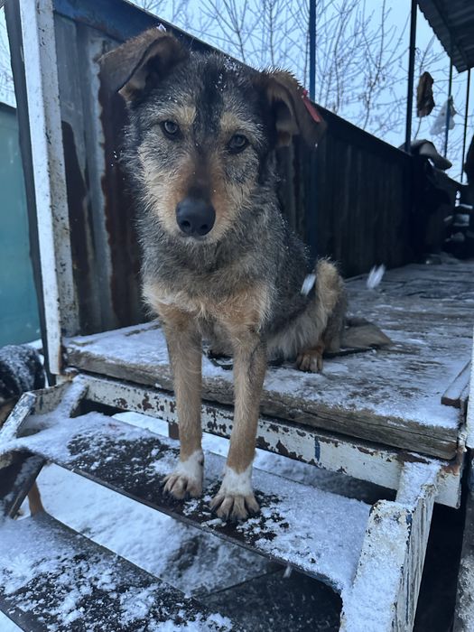 Безкоштовно в гарну родину