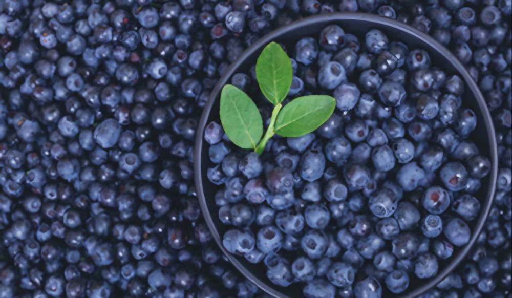 Uzbieram jagody na zamówienie