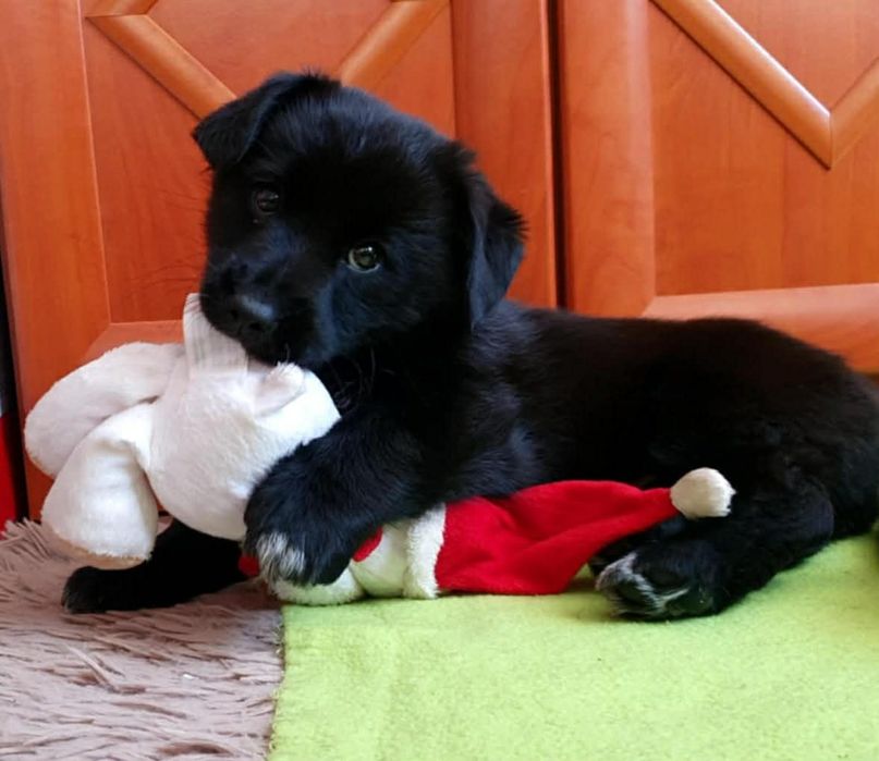 Szczeniaczki do adopcji. Pozostał czarny piesek