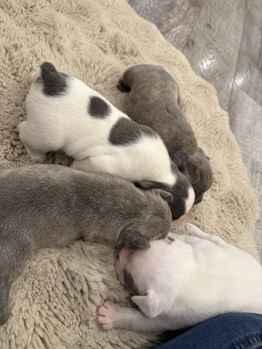 buldog francuski  rezerwacja