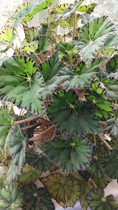 Бегония, шефлера, гибискус и РЭО