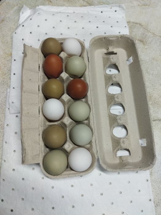 Ovos coloridos férteis de galinha para incubação