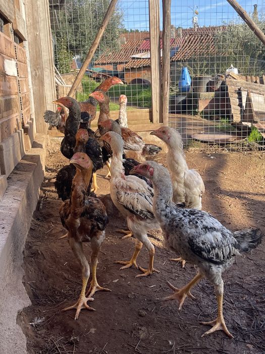 Indios Gigantes 2/3 meses