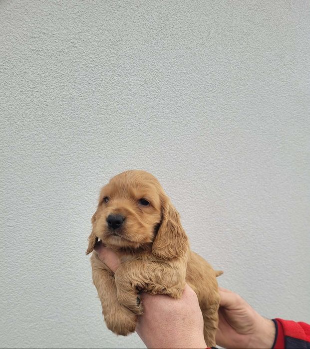 Cocker Spaniel Angielski piesek