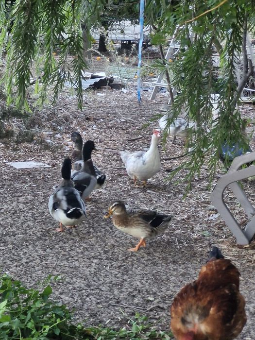Patos reais ( bravos)