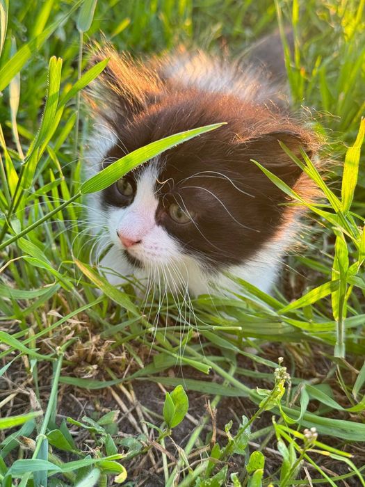 Гарні кошенята в доборі руки безкоштовно