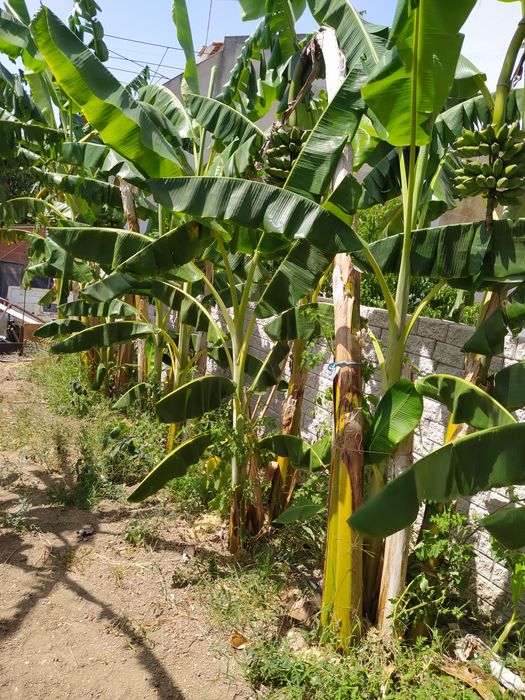 Bananeiras envasadas vários tamanhos