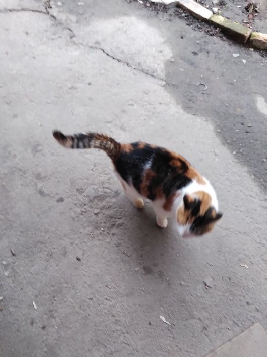 Стерелізовані котики в добрі руки