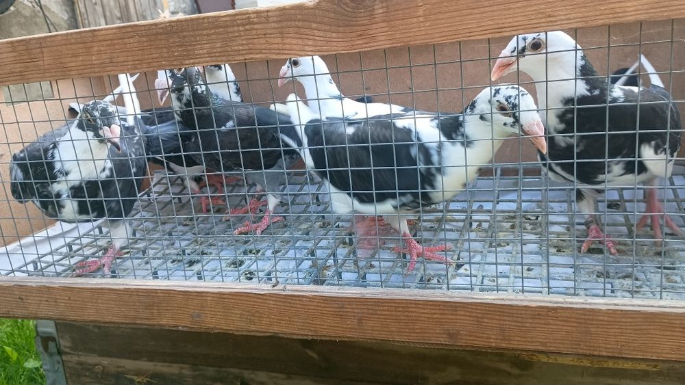 Gołębie staropolskie, cenna do lekkiej negocjacji