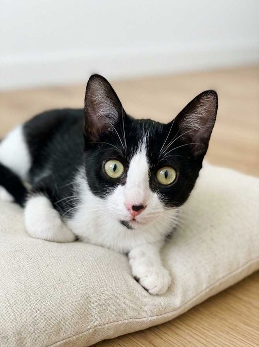 Setúbal e arredores / Margem Sul — MIKA, gatinha para adoção
