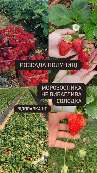 Саджанці полуниці. Кращі сорти для вашого саду