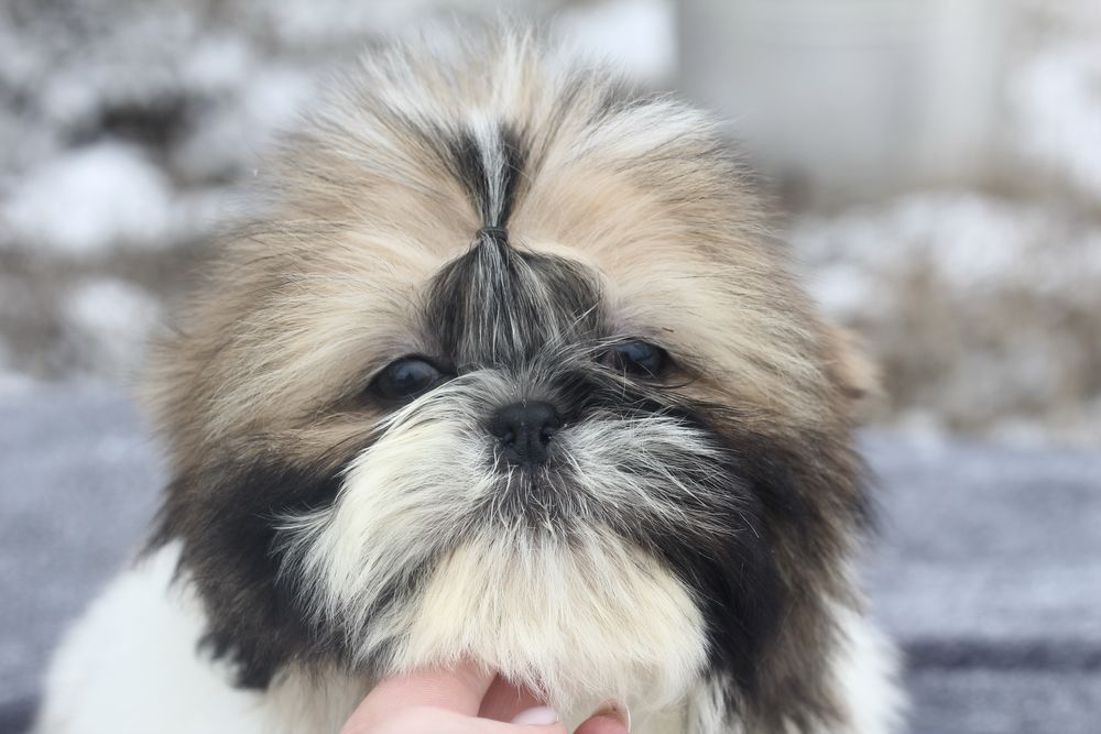 Хлопчик ши тцу 3.5 місяці